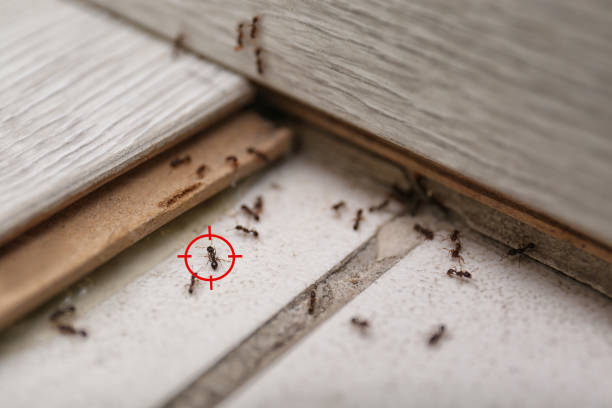 Reliable Highland, MD Pest Control Solutions