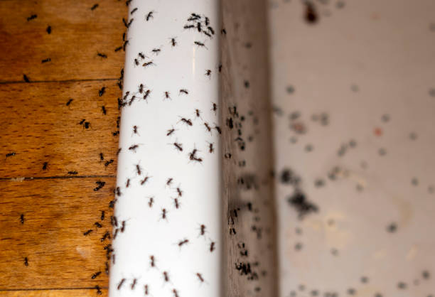 Flea Control Services in Highland, MD
