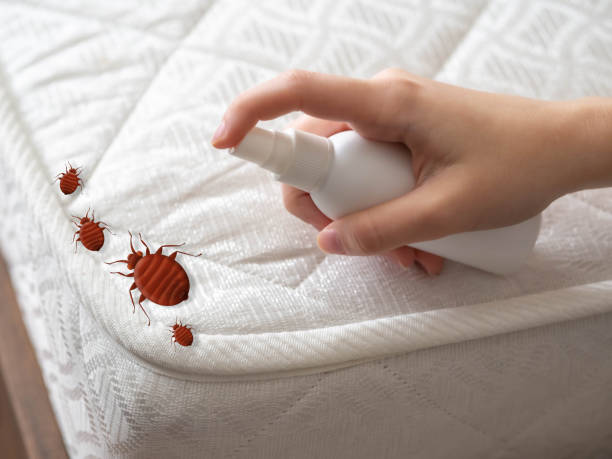 Best Local Pest Control Services  in Highland, MD